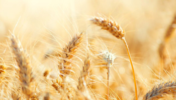 Photo: Wheat