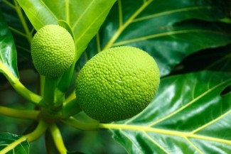 Photo: Breadfruit, Ulu