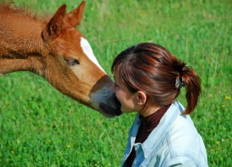 Photo: Foal with a Woman
