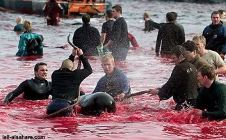 Photo: Faroe Islanders Killing a Pilot Whale