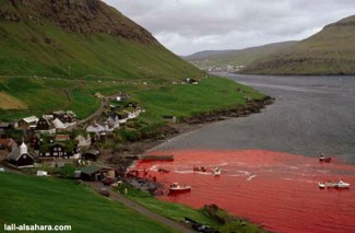 Photo: Bay Turned Red During Dolphin Slaughter