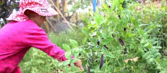 Photo: Woman Working at Oko’a Farm