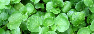 Photo: Bok Choy