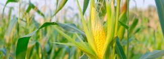 Photo: Corn in field