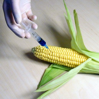 Photo: GMO Corn with Syringe