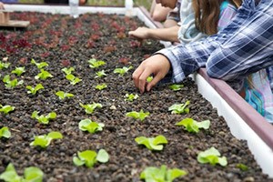 Photo: Students Examine Seedlings in a Raised Farm Bed