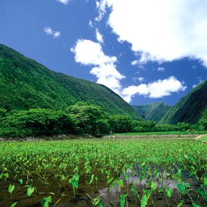 Photo: Taro Farm