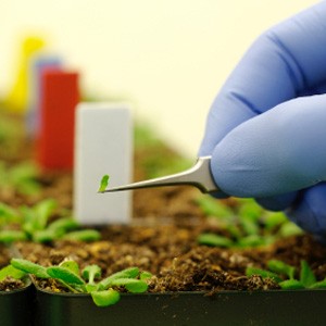 Photo: Researcher Sampling Plant Material