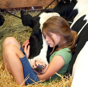 Photo: Girl and Cow Sleeping