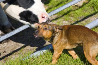 Photo: Cow with a Farm Dog
