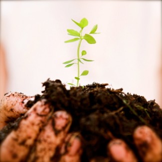 Photo: Person Holding A Seedling in Soil