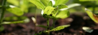 Photo: Seedling