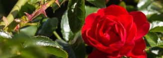 Photo: Rose