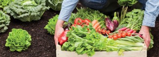 Photo: Person Holding a Box of Fresh Vegetables