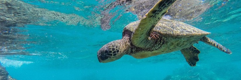 Photo: Sea Turtle swimming under water