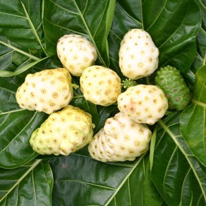 Photo: Noni Fruit