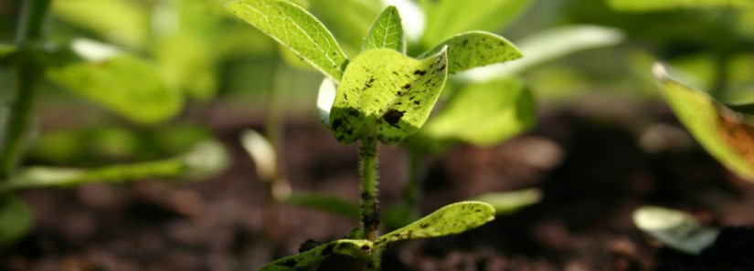 Photo: Seedling