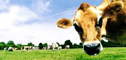 Photo: Cow Standing in a Pasture