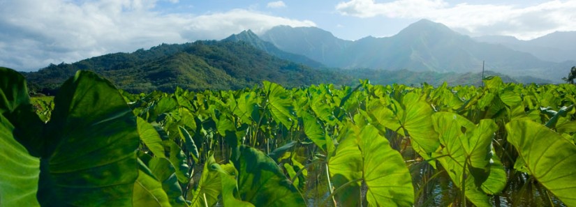 Photo: Taro Field in Hawaii