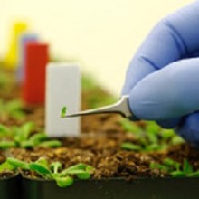 Photo: Scientist Taking Samples from Seedlings