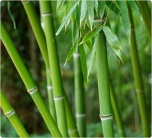 Photo: Bamboo Forest