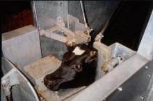 Photo: Calf in a Restraint