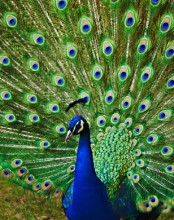 Photo: Peacock