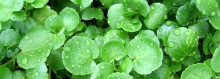 Photo: Bok Choy