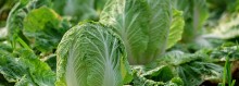 Photo: Cabbage Growing in a Field