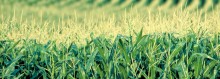 Photo: Corn Growing in a Field