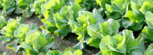 Photo: Garden with Fresh Lettuce