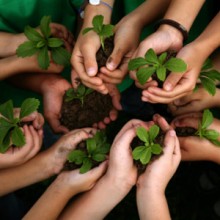 Photo: Hands holding seedlings