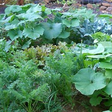 Photo: Vegetable Garden