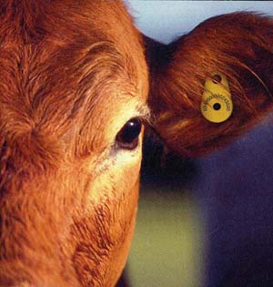 Photo: Livestock Cattle