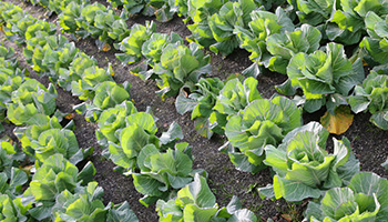 Photo: Bed of lettuce